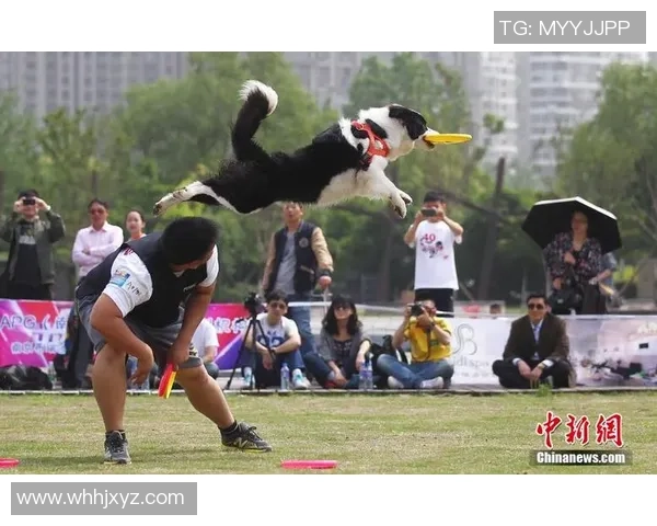 南京飞盘队灵活性引发热议球员表现与战术调整成焦点讨论
